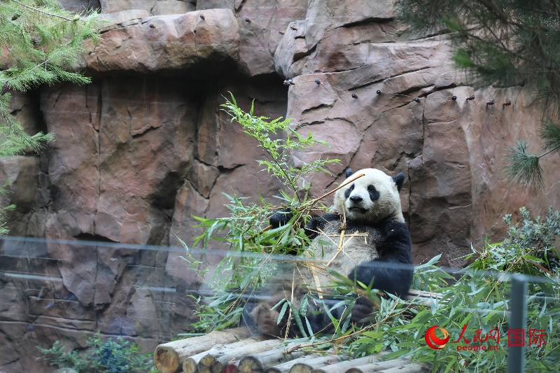 2、“云川”和“鑫寶”落戶圣迭戈動物園，開啟了新一輪中美大熊貓保護合作。 人民網(wǎng)記者 李志偉攝 (1)
