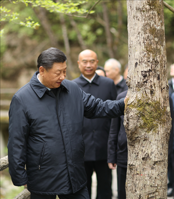 2020年4月，習(xí)近平總書記來到位于商洛市柞水縣的秦嶺牛背梁國家級自然保護(hù)區(qū)，考察秦嶺生態(tài)保護(hù)情況。新華社記者 鞠鵬 攝