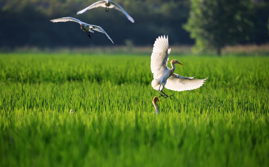 2023年8月7日，鷺鳥在山東省臨沂市郯城縣郯城街道水稻田間飛舞。新華社發(fā)（張春雷 攝）