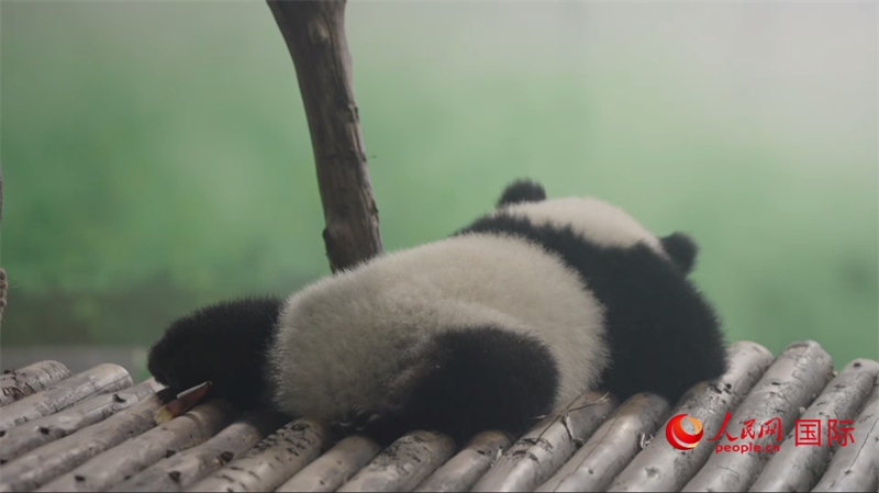 成都大熊貓繁育研究基地的熊貓。人民網(wǎng)記者 張榮攝