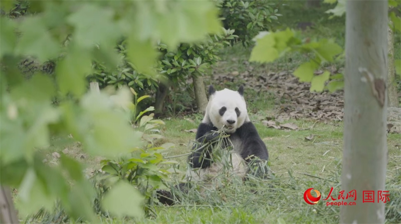 成都大熊貓繁育研究基地的熊貓。人民網(wǎng)記者 張榮攝