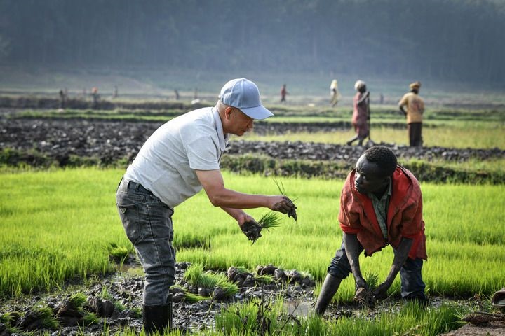 2024年8月14日，在盧旺達(dá)南方省胡耶區(qū)的中國援盧旺達(dá)農(nóng)業(yè)技術(shù)示范中心，水稻專家鄭瑞金（左）在稻田里指導(dǎo)當(dāng)?shù)氐巨r(nóng)進(jìn)行秧苗移栽。新華社記者 韓旭 攝
