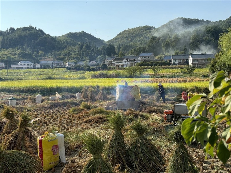 “豐收”是秋天的關鍵詞，田間煙火氣，最撫凡人心。打谷機、蛇皮袋、抱稻禾、捆秸稈……這是鄉(xiāng)土中國廣大農村收割稻谷的經典場景，也是不少干過農活的人的獨家記憶。告別了打谷機，擁抱機械化，改變的是生產工具，不變的是三農情懷。農為邦本，本固邦寧，每一個親吻土地、珍惜糧食的日子都值得被尊敬，被緬懷，被憧憬。考察團中的謝里克·科爾茹姆巴耶夫是《哈薩克斯坦實業(yè)報》的總編輯，也是一位“生活觀察家”，田間里揮汗收割的村民引起了他的興趣，他感嘆道：人們勞作的過程總是令人賞心悅目。這就是中外共鳴的“鄉(xiāng)愁”吧。 （烏茲別克斯坦《人民言論報》副總編輯魯斯蘭·肯扎耶夫攝）