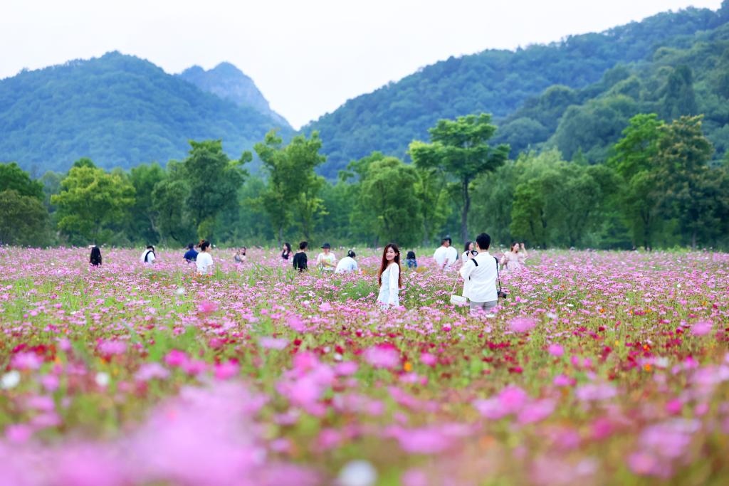 6月8日，游人在浙江省杭州市西湖區(qū)雙浦鎮(zhèn)銅鑒湖畔的花海中游覽。新華社發(fā)（周方玲 攝）