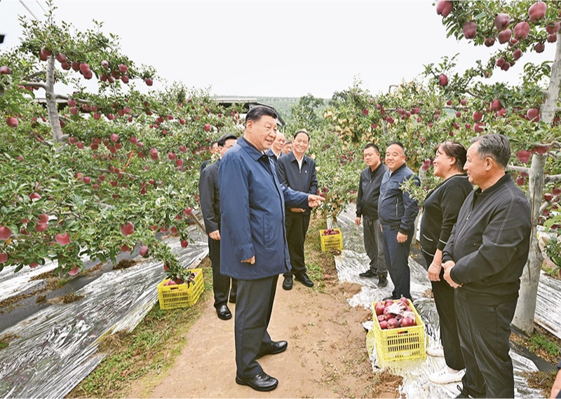 2024年9月10日至13日，中共中央總書記、國家主席、中央軍委主席習(xí)近平在甘肅考察。這是11日上午，習(xí)近平在天水市麥積區(qū)南山花牛蘋果基地考察時，走進(jìn)果林了解相關(guān)種植、技術(shù)和管理情況。 新華社記者 謝環(huán)馳/攝