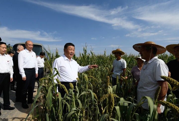 2021年9月13日至14日，中共中央總書記、國家主席、中央軍委主席習(xí)近平在陜西省榆林市考察。這是13日下午，習(xí)近平在米脂縣銀州街道高西溝村臨時下車，察看糧食作物長勢，同正在田間勞作的老鄉(xiāng)拉家常。新華社記者 李學(xué)仁 攝