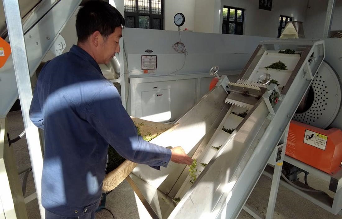  茶廠工人正在查看茶青質(zhì)量。 受訪者供圖