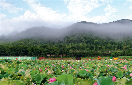 余村荷花池景色秀美。