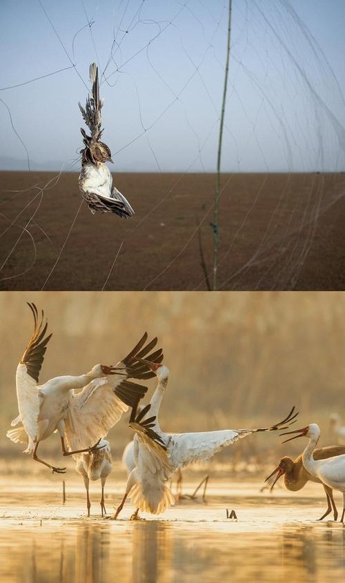 拼版圖片：圖為2011年和2023年鄱陽湖區(qū)的變化，曾經(jīng)湖區(qū)內(nèi)分布有捕鳥網(wǎng)，如今人與自然和諧共生的理念深入人心。攝影：傅建斌 周海燕 制作：賈稀荃