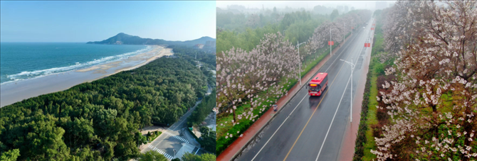 拼版照片：左圖為位于東山縣金鑾灣沿岸的木麻黃防護(hù)林帶（無人機照片，新華社記者 姜克紅 攝）；右圖為2021年4月20日在蘭考縣焦裕祿干部學(xué)院附近拍攝的泡桐花（無人機照片，新華社記者 郝源 攝）。
