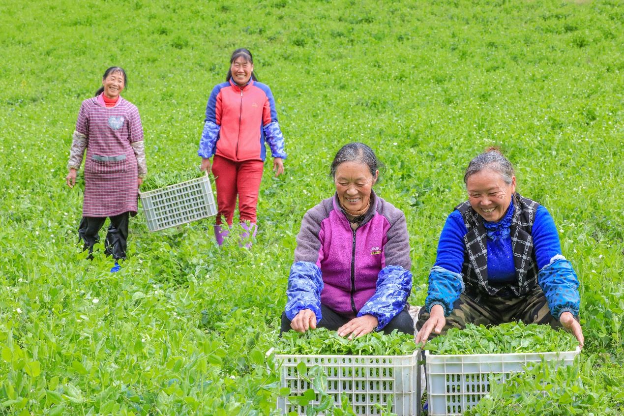 在四川省阿壩藏族羌族自治州馬爾康市馬爾康鎮(zhèn)納足村，當(dāng)季蔬菜喜獲豐收，群眾正在忙著采收、裝箱供應(yīng)市場。來源：人民圖片