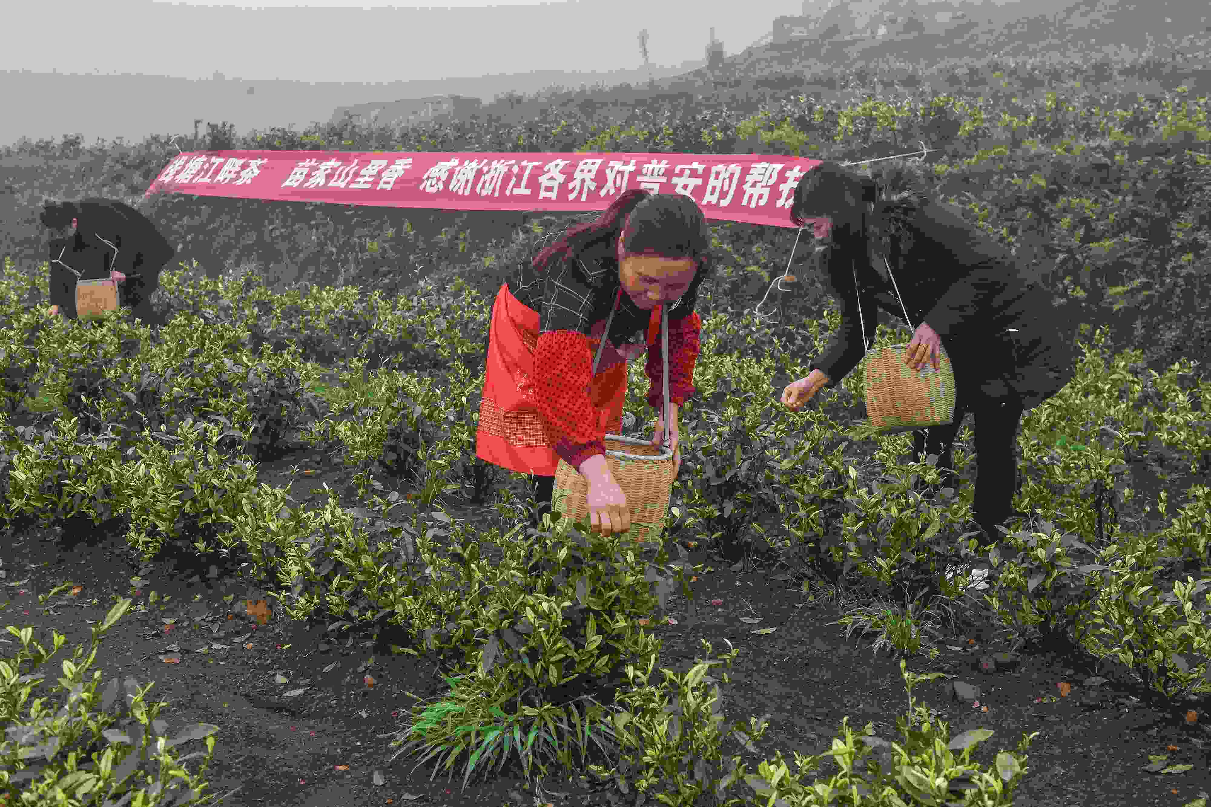2021年4月14日，工人在貴州省黔西南州普安縣地瓜鎮(zhèn)屯上村“白葉一號(hào)”感恩茶園采茶。這片茶園由浙江省安吉縣捐贈(zèng)。