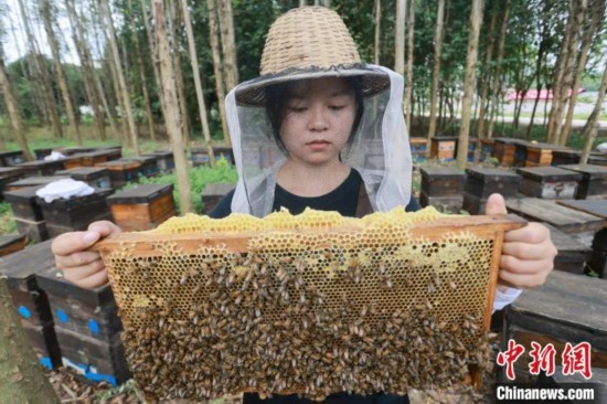 吳素英查看蜂蜜產(chǎn)蜜情況。湯曉逵 攝