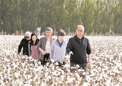 李召虎團(tuán)隊成員在棉田了解試驗情況。 受訪單位供圖