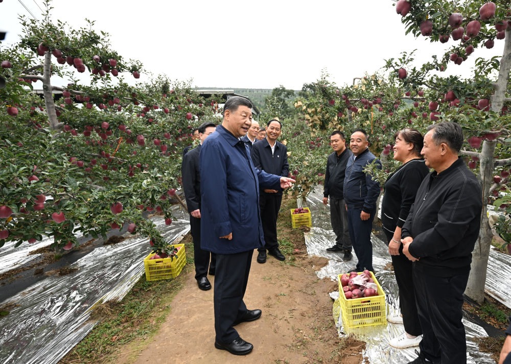 2024年9月11日，習(xí)近平在甘肅省天水市麥積區(qū)南山花牛蘋(píng)果基地考察時(shí)，走進(jìn)果林了解相關(guān)種植、技術(shù)和管理情況。習(xí)近平指出：“經(jīng)過(guò)70多年培育發(fā)展，花牛蘋(píng)果品牌更響亮了。要加強(qiáng)品種保護(hù)和培育，優(yōu)化種植方式，創(chuàng)新?tīng)I(yíng)銷模式，把這個(gè)特色產(chǎn)業(yè)做得更大，帶動(dòng)更多群眾增收致富?！? width=