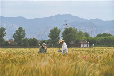 圖為中國(guó)農(nóng)業(yè)大學(xué)師生在該校上莊實(shí)驗(yàn)站開展小麥育種工作。馬文哲攝