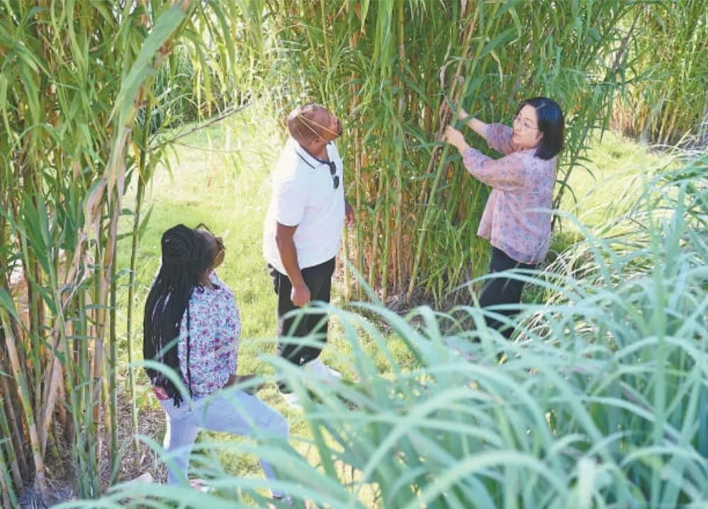 福建農林大學國際菌草工程技術研究中心工作人員（右）在向盧旺達留學生介紹菌草品種“綠洲1號”蘆竹的生長情況。新華社記者 林善傳 攝