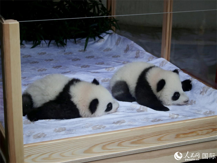 柏林動(dòng)物園的明星“夢(mèng)好”與“夢(mèng)甜”。人民網(wǎng) 肖晶攝