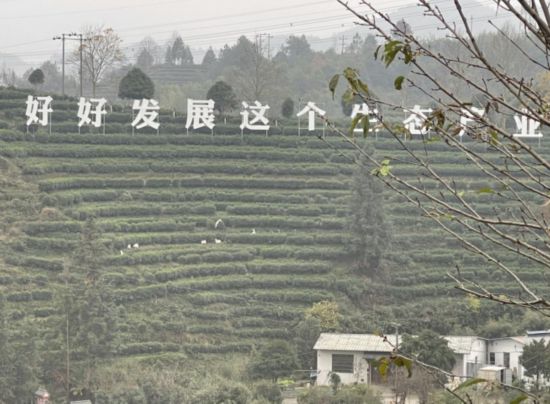 景寧畬族自治縣澄照鄉(xiāng)三石村馬嶺頭茶葉基地。劉軍國攝