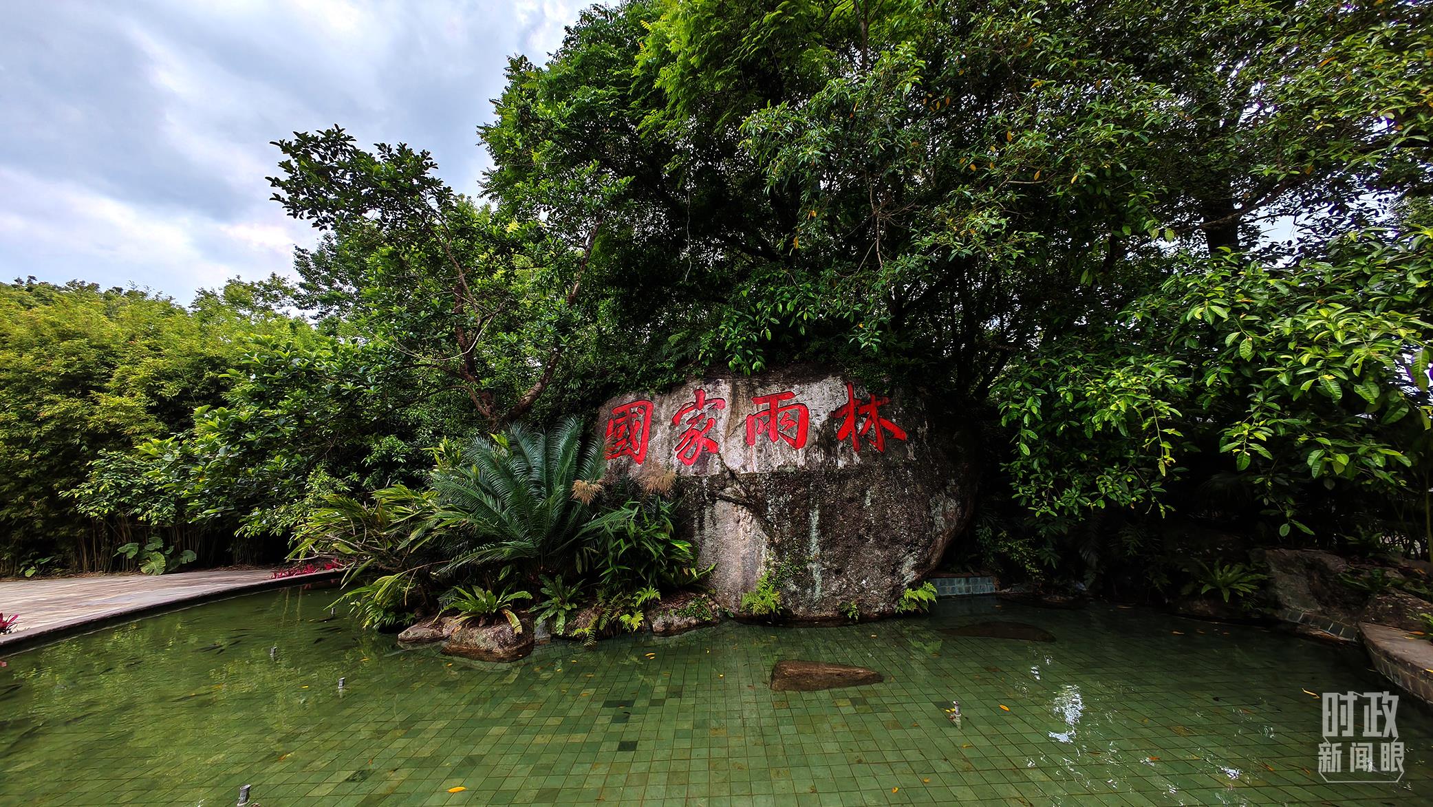 海南熱帶雨林國家公園。（總臺央視記者彭漢明拍攝）