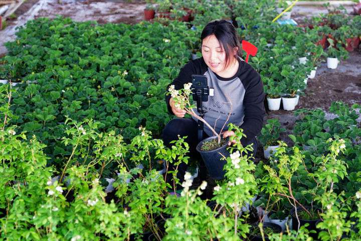 2024年4月27日，在山東省惠民縣姜樓鎮(zhèn)立冉果蔬種植合作社，工作人員在直播賣藍(lán)莓苗。新華社記者 郭緒雷 攝