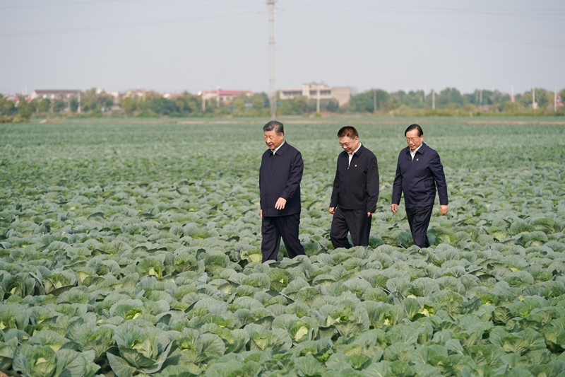 2024年11月5日，習近平總書記在湖北嘉魚潘家灣鎮(zhèn)十里蔬菜長廊考察。