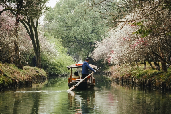 杭州西溪濕地，河岸梅花盛開。圖片來源：視覺中國