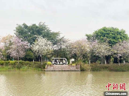 3月7日，廣州海珠國家濕地公園宮粉紫荊花海吸引游人。中新社記者 許青青 攝