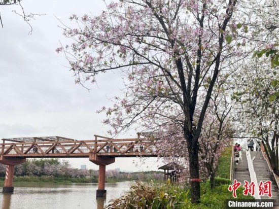3月7日，廣州海珠國家濕地公園宮粉紫荊花海吸引游人。中新社記者 許青青 攝