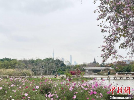 每年三月，廣州海珠國家濕地公園迎來最具標(biāo)志性的景觀之一——宮粉紫荊花海，公園內(nèi)的石榴崗河沿岸兩側(cè)，數(shù)千株宮粉紫荊綿延3.2公里，粉紅與粉白的花朵交織如云，頗為浪漫。據(jù)悉，宮粉紫荊因其耐濕性強(qiáng)、花期長的特性，是廣州海珠國家濕地公園生態(tài)修復(fù)的優(yōu)選樹種。近年來通過科學(xué)管養(yǎng)，花量相較往年明顯增加，盛花期持續(xù)近一個月時間，預(yù)計浪漫景致將延續(xù)至清明前。圖為3月7日，廣州海珠國家濕地公園宮粉紫荊花海吸引游人。中新社記者 許青青 攝
