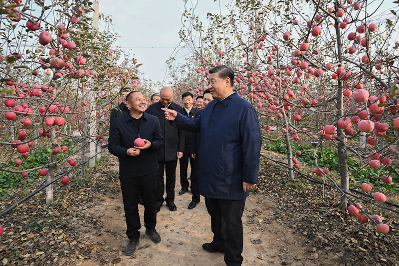 2022年10月26日，習(xí)近平總書記在陜西省延安市安塞區(qū)高橋鎮(zhèn)南溝村的蘋果園里同老鄉(xiāng)們親切交流。
