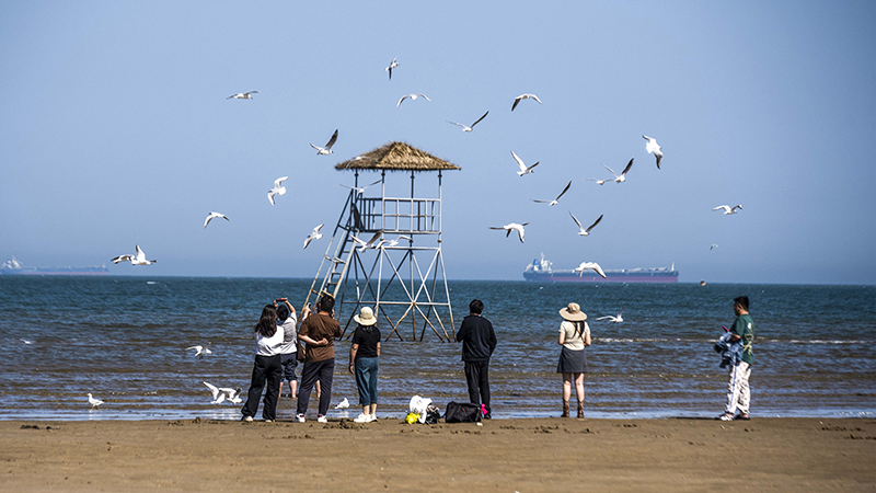 2024年5月12日，河北秦皇島，北戴河鴿子窩公園成群海鷗在天空中自由翱翔，與大海、藍(lán)天構(gòu)成了一幅美麗的畫卷。