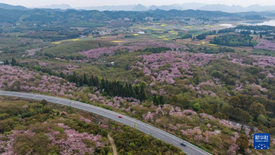 清鎮(zhèn)市紅楓湖鎮(zhèn)右二村旁的道路與花海相映（4月5日攝，無人機(jī)照片）。