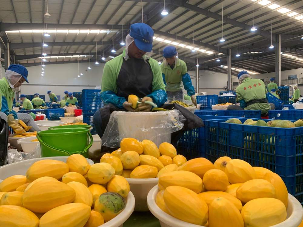 2023年3月7日，工作人員在柬埔寨磅士卑省的中寶（柬埔寨）食品科技有限公司處理芒果。自區(qū)域全面經(jīng)濟伙伴關(guān)系協(xié)定（RCEP）生效實施以來，柬埔寨的農(nóng)產(chǎn)品正在更加便利地進(jìn)入中國市場。